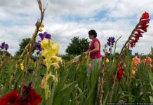 Schädliche Pflanzen in München und Methoden zur Bekämpfung