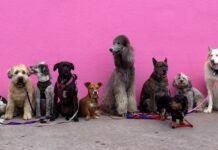 Tierheime in München: Hilfe für Tiere in Not