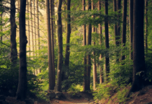 Лес Эберсберг и страшные истории, которые с ним связаны