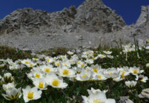 Мюнхенська флора. Історія місцевих рослин