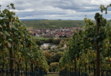 Виноробство Баварії