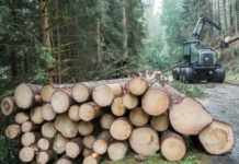 Лісове господарство Баварії