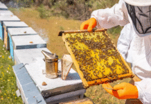 BMW Group Niederlassungen in München und Innovationen in der Imkerei