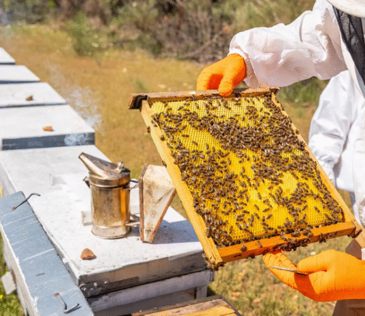 BMW Group Niederlassungen in München und Innovationen in der Imkerei