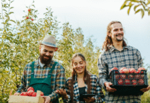 Geschichte der Fruchtsaftproduktion. Wolfra