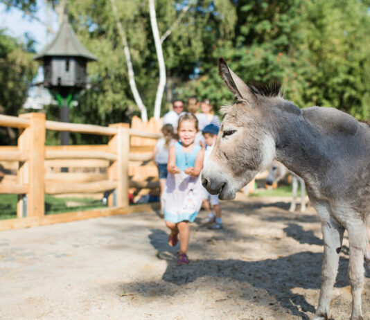 Die besten Zoos in München und Umgebung. Ausflugsziele für Familien mit Kindern