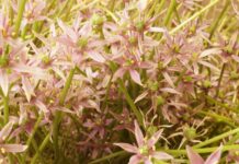 Blumen Komander