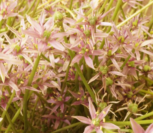 Blumen Komander