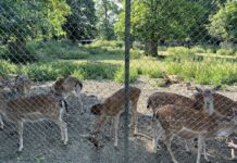 Hirschgarten
