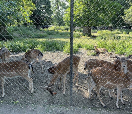 Hirschgarten