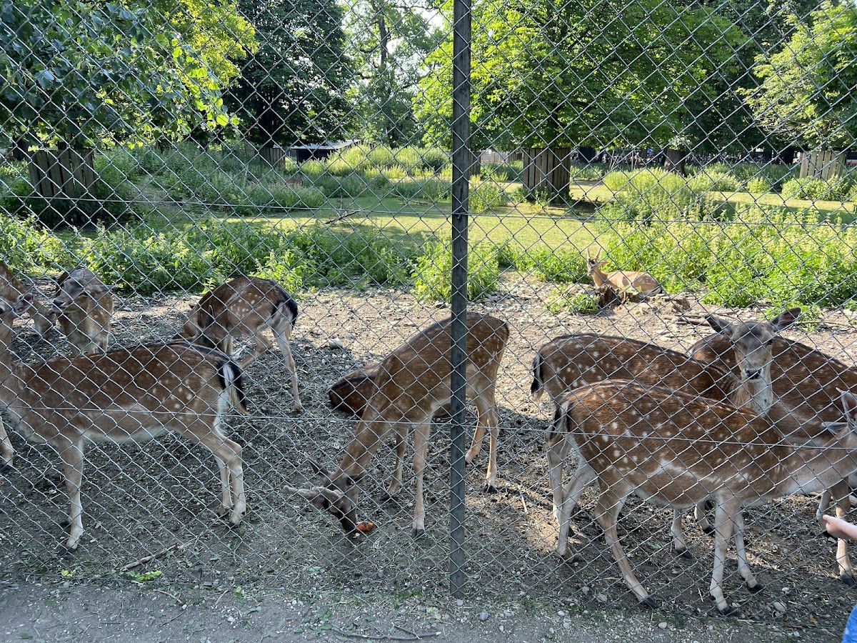Hirschgarten — Park